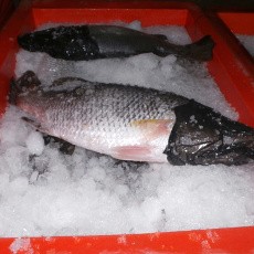 Menengok Pengumpul Ikan Dengan Penangkapan Tradisional di Tj Batu