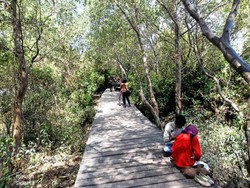 Hutan Mangrove Wonorejo, Wisata Asyik di Timur Surabaya