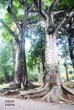Mitos Pohon Jodoh di Kebun Raya Bogor