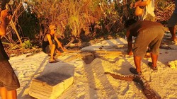 Diduga Kena Bom Ikan, Penyu Sisik Mati di Pinggir Pantai Maratua