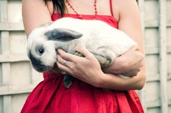 Sakit Hati, Pria Ini Memasak Kelinci Kesayangan Mantan Pacar