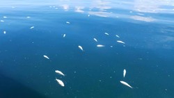 Puluhan Ikan Mati Akibat Bom di Dekat Pulau Derawan