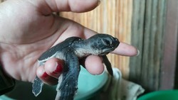 Sangalaki, Pulau Konservasi Penyu di Berau