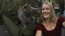 Selfie dengan Monyet di Bali, Turis Bule Ini Dijambak