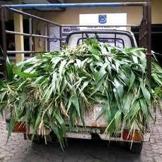 Dicurigai akan Bertransaksi Bangkai Sapi, Dua Warga Diamankan