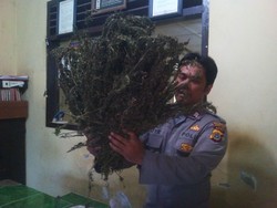 Penjual 1,5 Kg Ganja Tunggang Langgang, Pembeli Bingung saat Polisi Datang