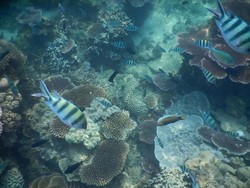 Begini Cantiknya Surga Bawah Laut Belitung