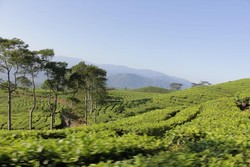 Permadani Hijau di Kaki Gunung Dempo, Sumsel
