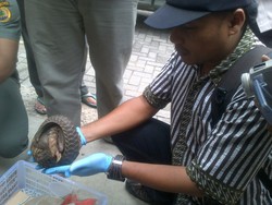 Penjual Satwa Langka Digerebek saat Melakukan Transaksi