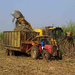 Produksi Gula Saat Ini Hanya 80% dari Capaian Zaman Belanda