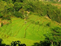 Mau Traveling ke Garut? Lewatilah Jalanan yang Cantik Ini