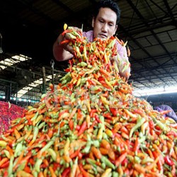 Ini Caranya Agar Harga Cabai Tak Seperti Roller Coaster