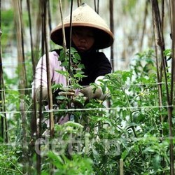 Harga Cabai Bak Roller Coaster, Petani Untung?