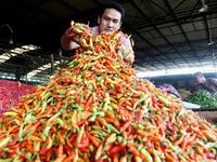Harga Cabai Bak Roller Coaster