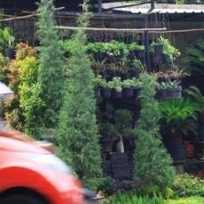 Omzet Pedagang Pohon Cemara Turun 90 Persen