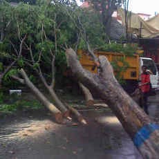 Pohon Tumbang Timpa Rumah dan Truk Dinas PU Saat Hujan Deras