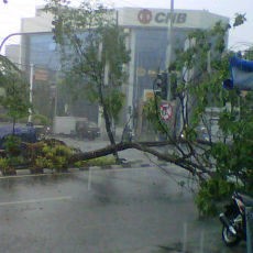 Hujan Deras Sapa Surabaya, Waspada Pohon Tumbang