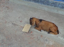 Kambing Makan Kertas di Pulau Bungin, Sumbawa
