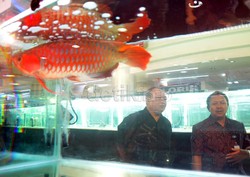 RI Negara Maritim, Ekspor Ikan Hias Masih Kalah dari Singapura