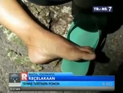 Pedagang Sayur Tewas Tertimpa Pohon