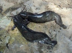 Kurangi Impor Pakan Ikan, Ini yang Dilakukan Kementerian Susi