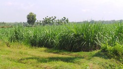Bila Untung Bisa Beli Tanah, Sekali Rugi Petani Tebu Bobol Ratusan Juta