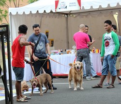 Pecinta Kucing dan Anjing Berkumpul di Extrapawganza 2014