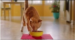 Cat Lovers, Ini Cara Terbaik Penuhi Kebutuhan Nutrisi Kucing Kesayangan
