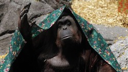 Hak Asasi Orangutan bagi Sandra di Argentina
