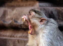 Polisi di Prancis Tangkap Monyet Lepas, Diduga Agresif Karena Makan Cokelat