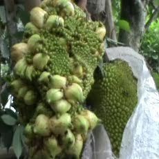 Ini Tak Lazim, Pohon Nangka Berbuah Pisang