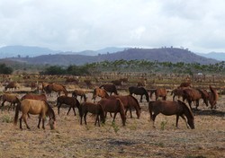 Pemandangan Keren di Sumbawa, Ratusan Kuda Liar