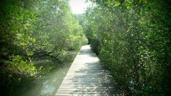 Yang Beda di Bali, Wisata Hutan Mangrove