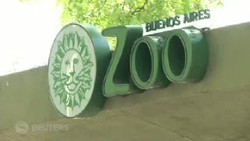 Pertama di Dunia Orangutan Menang di Pengadilan