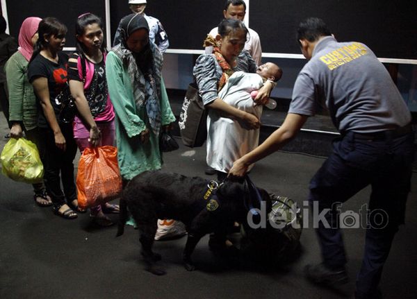 Anjing Pelacak Periksa Barang Bawaan TKI Ilegal