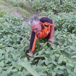 Perjuangan Petani Kedelai Grobogan di Tengah Serbuan Produk Impor