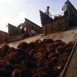 Sawit Sumbermas Akuisisi Dua Perkebunan Sawit Rp 1,5 Triliun