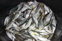 Berburu Ikan Dewa di Danau Toba