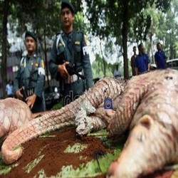 Diburu Demi Obat Kuat, Ini Risikonya Bila Trenggiling Punah