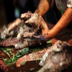 Jadi Bahan Baku Sabu, Penyelundupan Trenggiling Makin Marak