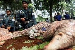 Ini Tanggapan Para Pria Soal Daging Trenggiling Sebagai Obat Kuat