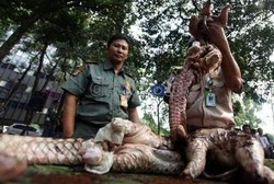 Hanya Demi Jadi Obat Kuat, Populasi Trenggiling di Dunia Menyusut Drastis