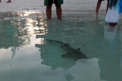Berenang Bareng Hiu Taka Bonerate, Menegangkan!