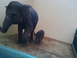 Jokowi Jadi Nama Bayi Gajah yang Lahir di Taman Safari Bogor