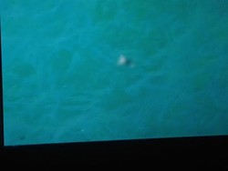 8 Mayat Terpantau dari Hercules, 4 di Antaranya Bergandengan Tangan