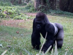 Kumbo, Si Raja Gorila di Ragunan