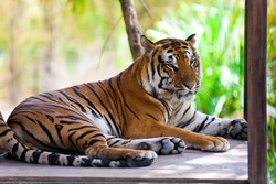 Pria Asal Tiongkok Dipenjara 13 Tahun Setelah Konsumsi Daging Harimau