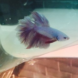 Baru 2 Hari, Instagram Ikan Cupang Kelly Osbourne Punya Ribuan Pengikut