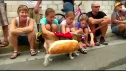 Unik, Anjing Berkostum Hot Dog