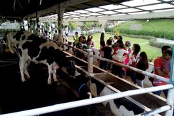 Libur Awal Tahun di Semarang, Ada Cimory Lho!